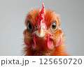 Ultra close up, macro photo of ginger chicken head, with detailed feathers, 125650720