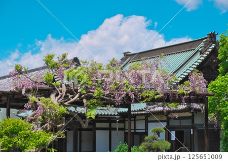 遊行寺の藤棚 125651009