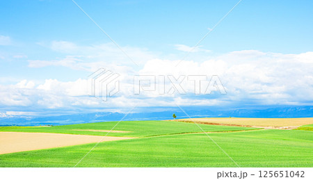 青空と爽やかな初夏の北海道らしい風景 125651042