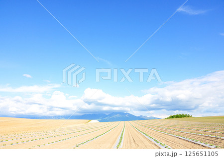 青空広がる初夏の爽やかな北海道らしい広大な畑の風景 125651105