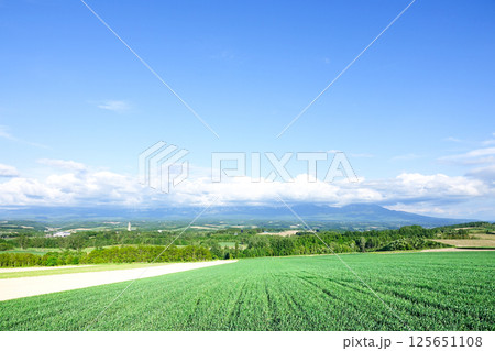 青空広がる初夏の爽やかな北海道らしい広大な畑の風景 125651108