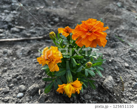春の畑にマリーゴールドを植えてみた。 春の畑にマリーゴールドを植えてみた。 125651110