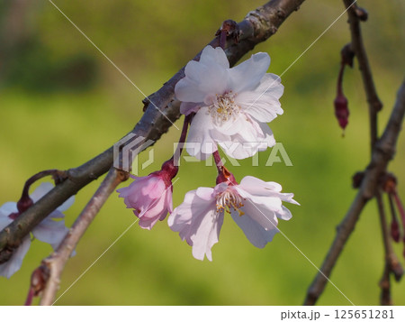 木洩れ日を浴びたピンクのシダレザクラ（八重の枝垂れ桜の花のクローズアップ） 125651281
