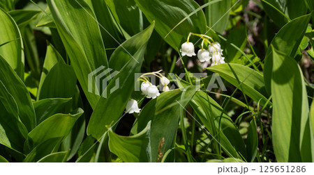 スズランが咲く スズランが咲く 125651286