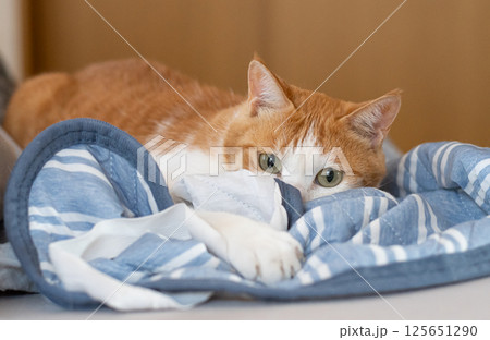 気になって見つめる猫 茶トラ白 気になって見つめる猫 茶トラ白 125651290