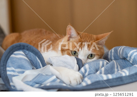 気になって見つめる猫　茶トラ白 125651291