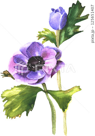 Anemone flower in watercolor style 125651407