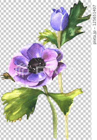 Anemone flower in watercolor style 125651407