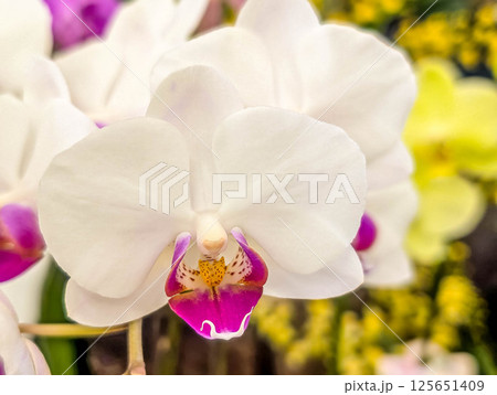 美しい胡蝶蘭の花～赤いリップ～ 125651409