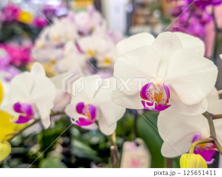 美しい胡蝶蘭の花～赤いリップ～ 125651411