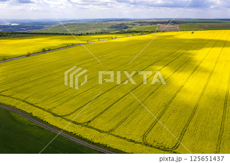 tractor traces on the yellow agricultural field. 125651437