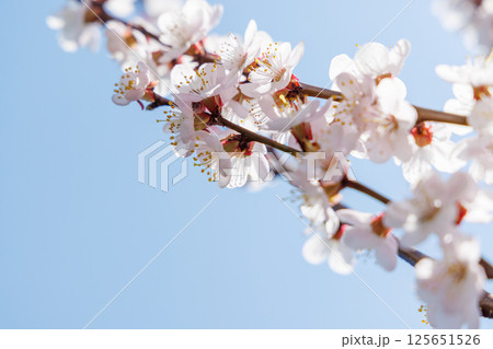 Blooming cherry blossom tree in spring, with delicate pink flowers Blooming cherry blossom tree in spring, with delicate pink flowers 125651526