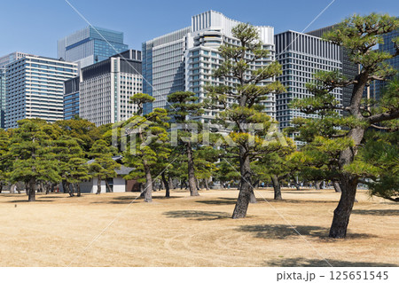 A serene view of the fir tree garden near Tokyo Imperial Palace A serene view of the fir tree garden near Tokyo Imperial Palace 125651545