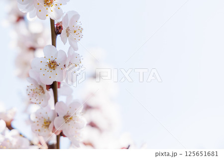 Blooming cherry blossom tree in spring, with delicate pink flowers 125651681