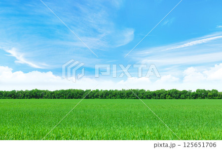Summer landscape with a vast green field under a majestic sky 125651706