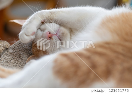 頭を抱えて眠る猫　茶トラ白 125651776