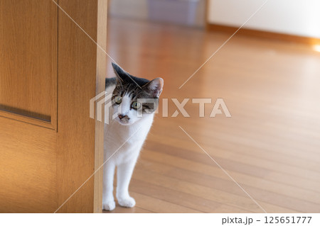 ドアの隙間から覗きこむ猫　キジトラ猫 125651777