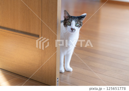 ドアの隙間から覗きこむ猫　キジトラ猫 125651778