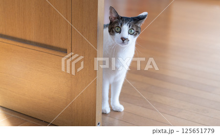ドアの隙間から覗きこむ猫　キジトラ猫 125651779