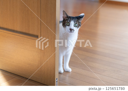 ドアの隙間から覗きこむ猫　キジトラ猫 125651780