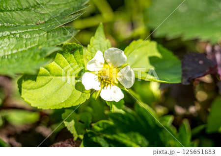 初夏の日差しと白い苺の花と若い果実 125651883