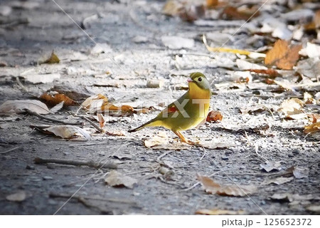 落ち葉と野鳥の秋の小道 125652372