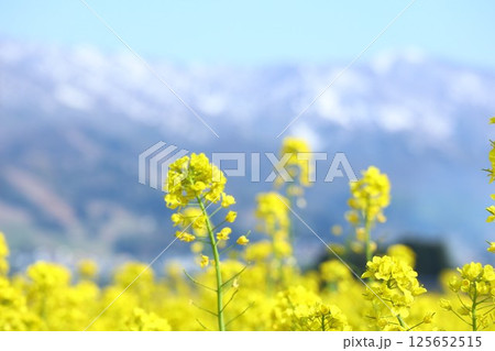 雪山をバックに咲く菜の花 雪山をバックに咲く菜の花 125652515