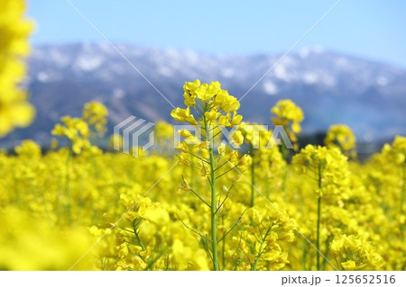 菜の花のアップと山の風景 125652516