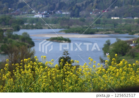 菜の花畑と千曲川の流れ 125652517