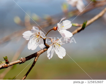 日差しを浴びたひょうたん桜の花(川辺で開花したエドヒガンザクラ) 日差しを浴びたひょうたん桜の花(川辺で開花したエドヒガンザクラ) 125652607