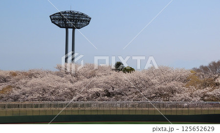 満開の桜と照明 満開の桜と照明 125652629