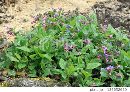 Pulmonaria officinalis, common name lungwort or Mary's tears. Pulmonaria officinalis, common name lungwort or Mary's tears. 125652630