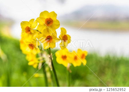スイセンの花　宮城県大河原町 125652952