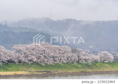 白石川堤一目千本桜  ソメイヨシノ　宮城県大河原町 125652964