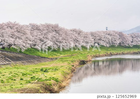 白石川堤一目千本桜 ソメイヨシノ 宮城県大河原町 白石川堤一目千本桜 ソメイヨシノ 宮城県大河原町 125652969