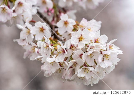 白石川堤一目千本桜  ソメイヨシノ　宮城県大河原町 125652970