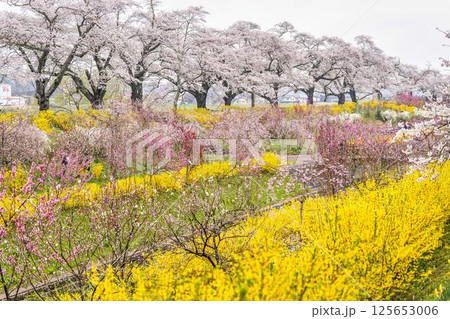 白石川堤一目千本桜 白石川千桜公園のソメイヨシノ 宮城県大河原町 白石川堤一目千本桜 白石川千桜公園のソメイヨシノ 宮城県大河原町 125653006