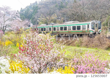 白石川堤一目千本桜と東北線の列車　宮城県大河原町 125653007