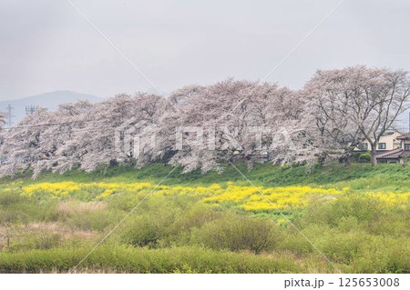 白石川堤一目千本桜  ソメイヨシノ　宮城県大河原町 125653008