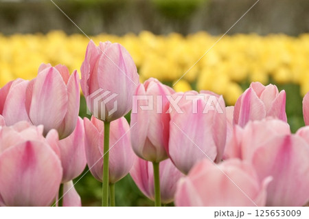 鮮やかなピンク色のチューリップ 　黄色背景　アップ 125653009
