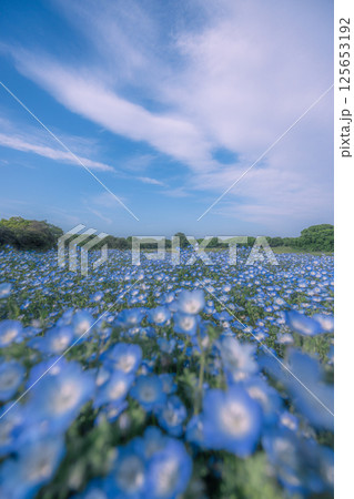 青い空とネモフィラの花 青い空とネモフィラの花 125653192