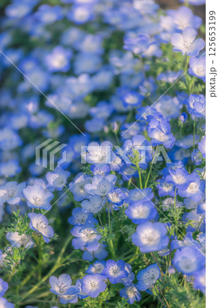 見頃を迎えたネモフィラの花 125653199