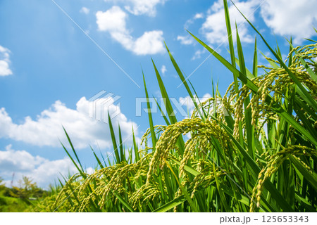 夏の稲穂《8月》 夏の稲穂《8月》 125653343