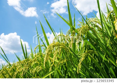 夏の稲穂《8月》 125653345