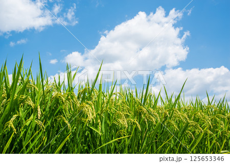 夏の稲穂《8月》 夏の稲穂《8月》 125653346