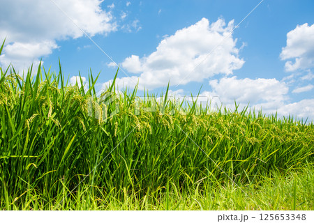 夏の稲穂《8月》 夏の稲穂《8月》 125653348