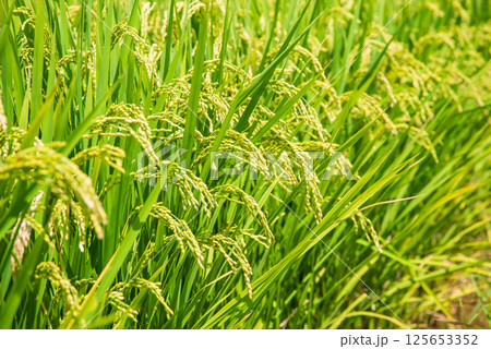 夏の稲穂《8月》 125653352