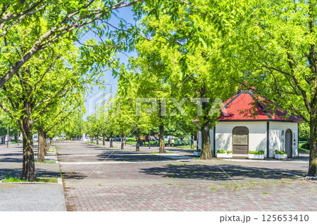 夏の川崎・大師公園　新緑が美しい並木道の風景【神奈川県・川崎市】 125653410