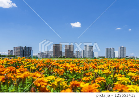 多摩川緑地に広がるマリーゴールドの花畑と川崎のマンション群【神奈川県・川崎市-東京都・大田区】 多摩川緑地に広がるマリーゴールドの花畑と川崎のマンション群【神奈川県・川崎市-東京都・大田区】 125653415