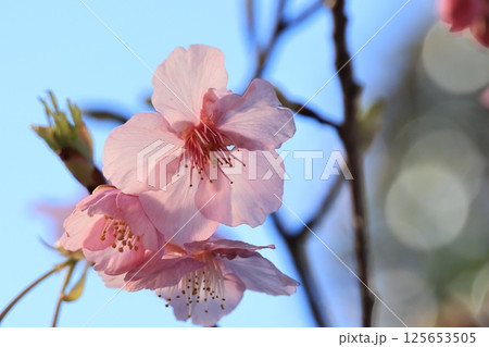 咲き始めた河津桜の花 咲き始めた河津桜の花 125653505